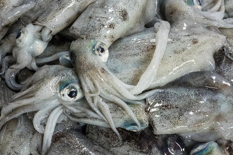 Calamars & Céphalopodes