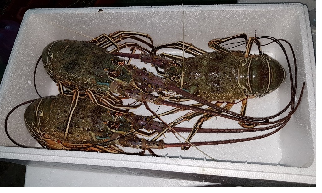 Royal Spiny Lobster