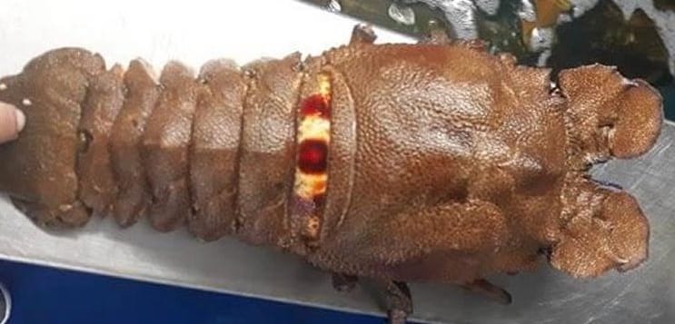 Lesser Slipper Lobster