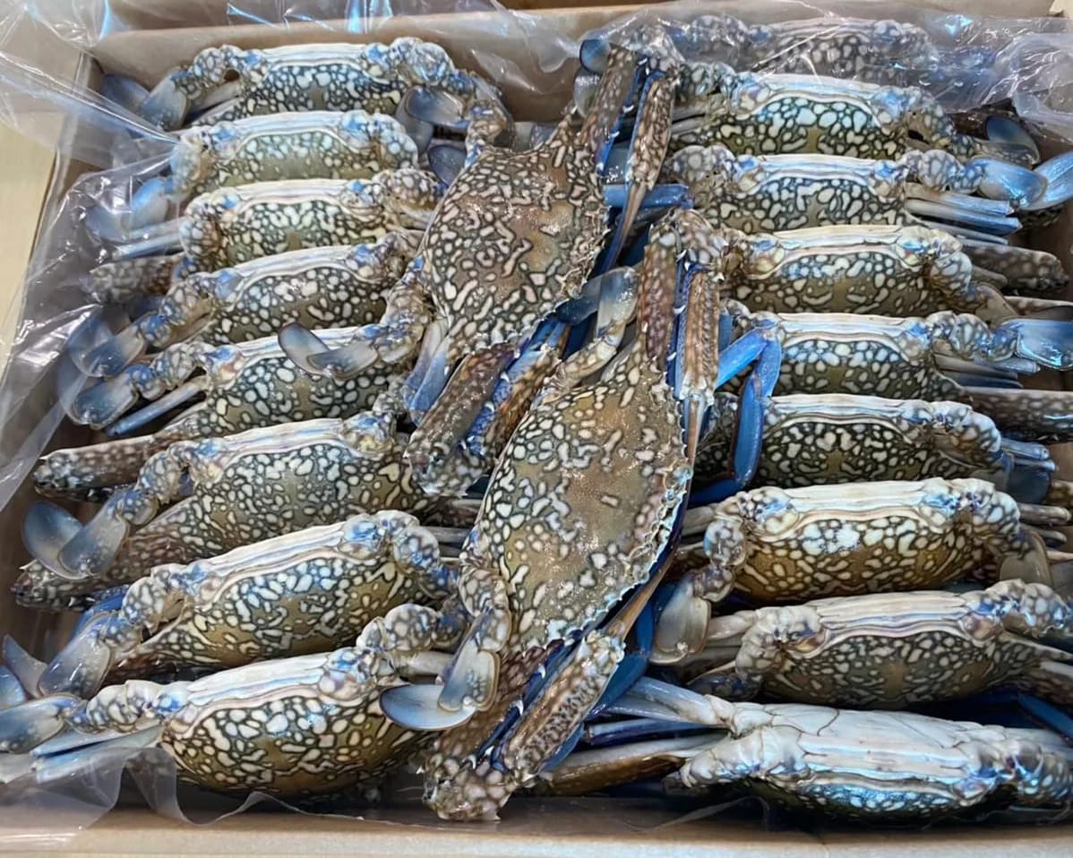 Blue Swimming Crab