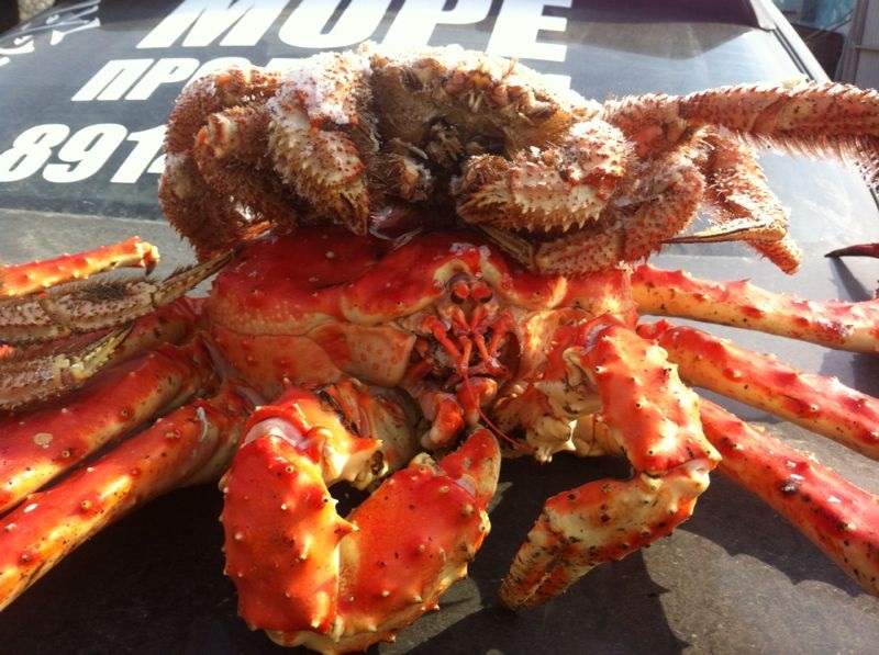 Red King Crab