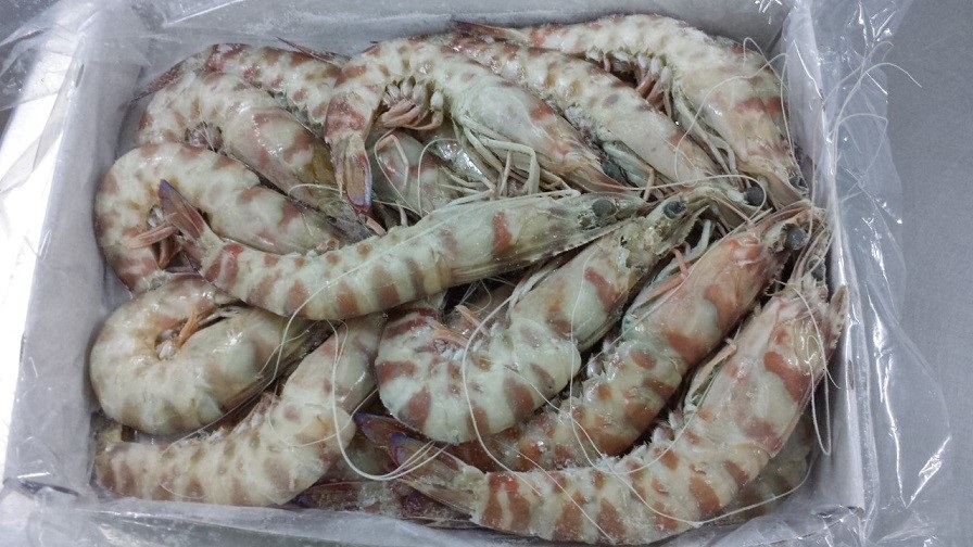 Caramote Shrimp