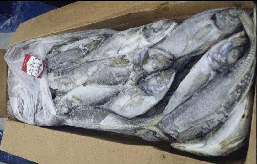 Horse Mackerel Black