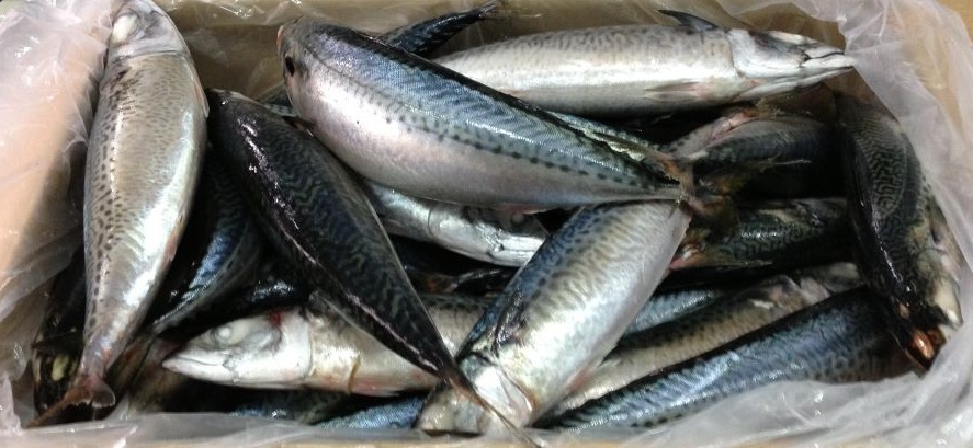 Atlantic Mackerel